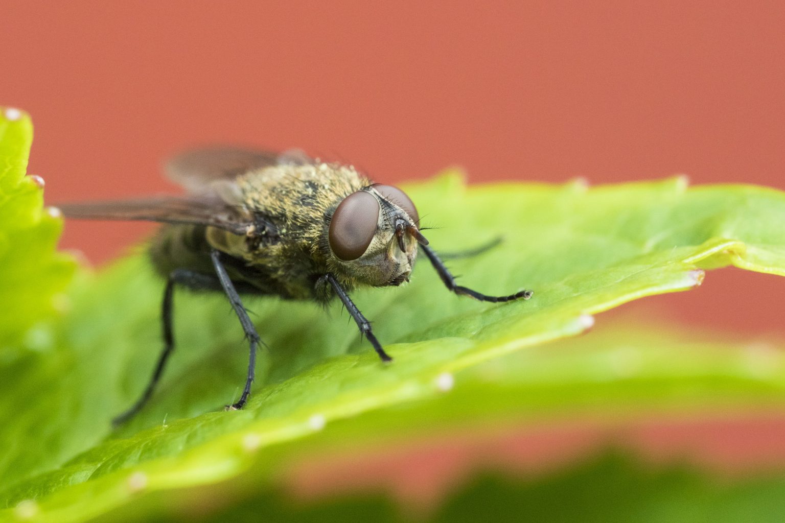 how-to-get-rid-of-cluster-flies-in-my-house-exterminator-peterborough