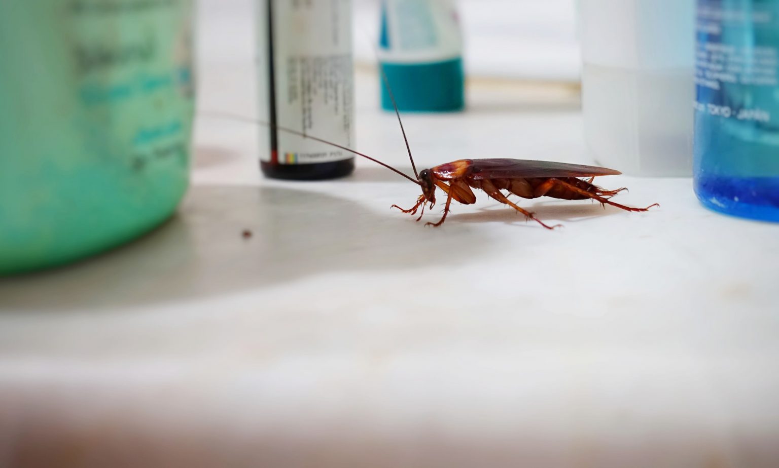 the-best-way-to-get-rid-of-a-cockroach-infestation-exterminator